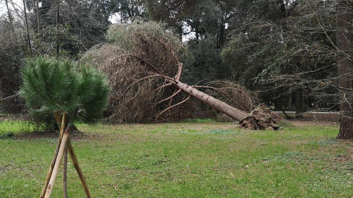 Il comitato per la pineta al Comune: "No a tagli indiscriminati, serve uno studio serio"