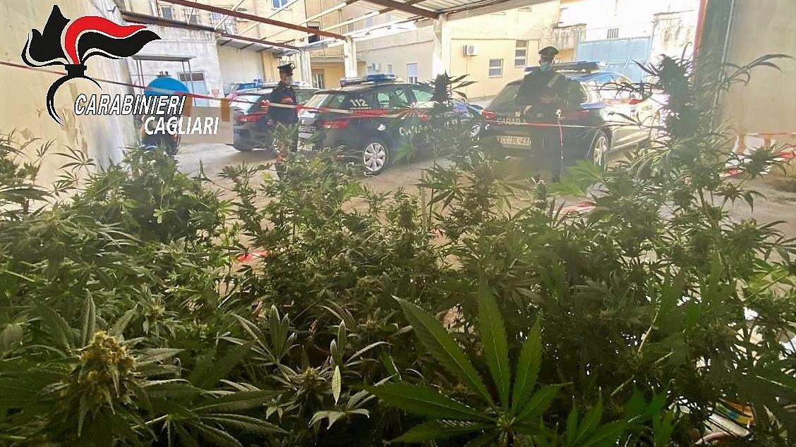 Una stanza della casa serra per 27 piante di cannabis, arrestato a Sanluri