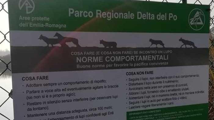 Attenti ai lupi: le precauzioni da seguire in Valle ad Argenta