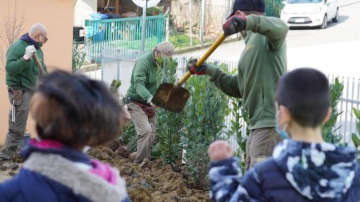 La messa a dimora degli alberi nella primaria di Santo Pietro Belvedere (foto Franco Silvi)