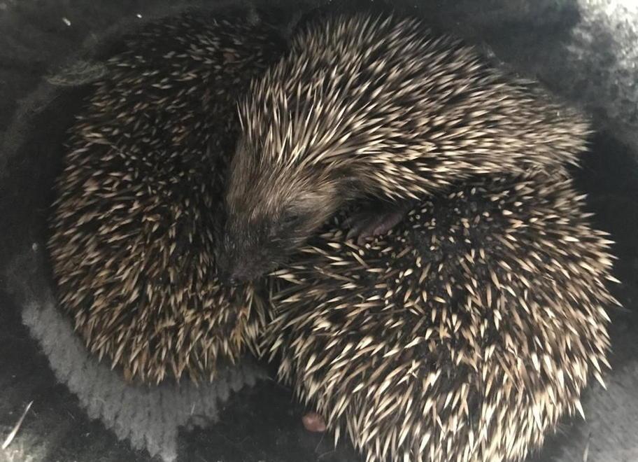 Sempre più animali soccorsi Sono stati 496 in un anno 