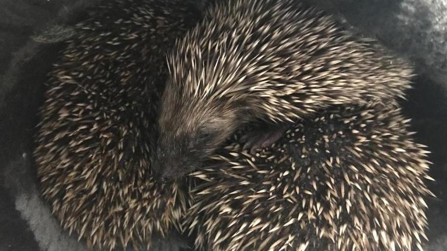 Sempre più animali soccorsi Sono stati 496 in un anno