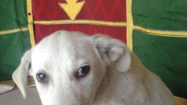 Reperibilità veterinaria, la coperta è corta L’ipotesi è far partire un servizio parziale