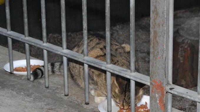 Mici nel giardino della scuola o in pineta