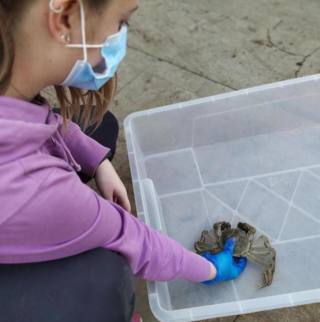 Raro granchio cinese trovato in un giardino Per gli esperti è nocivo 