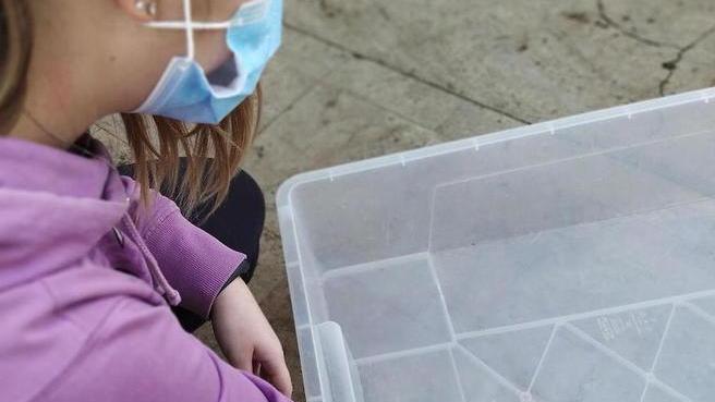 Raro granchio cinese trovato in un giardino Per gli esperti è nocivo
