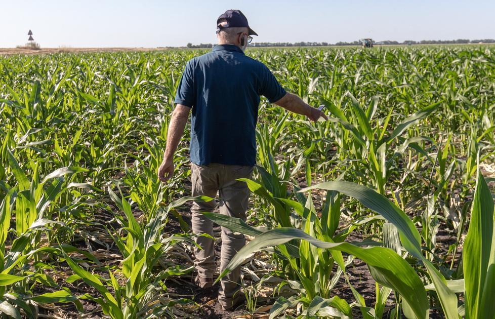 Coldiretti, il grido di allarme «Le nutrie sono un flagello» 