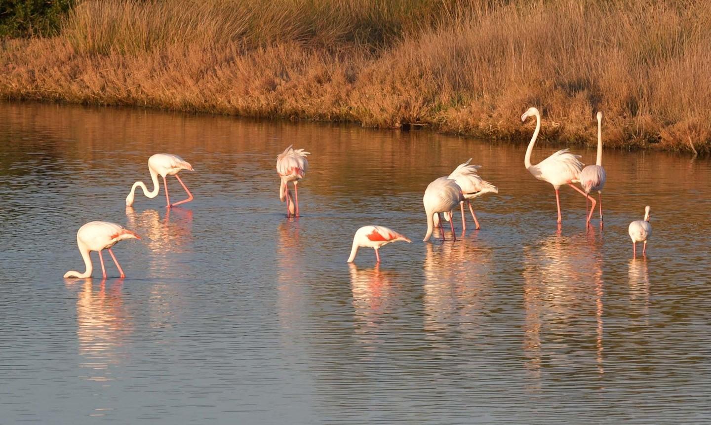 I fenicotteri rosa a Poltu Quadu