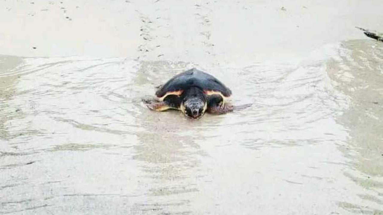 La tartaruga Pollicina curata all’Asinara ritorna nel mare