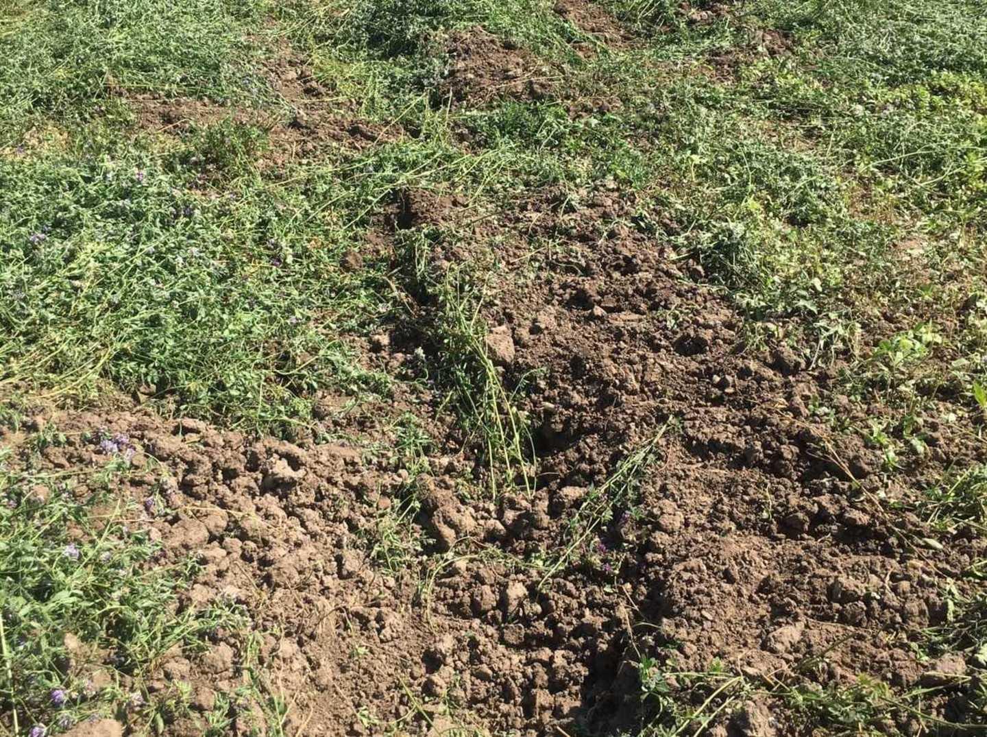 Agricoltori della Nurra: «Stato di calamità» 
