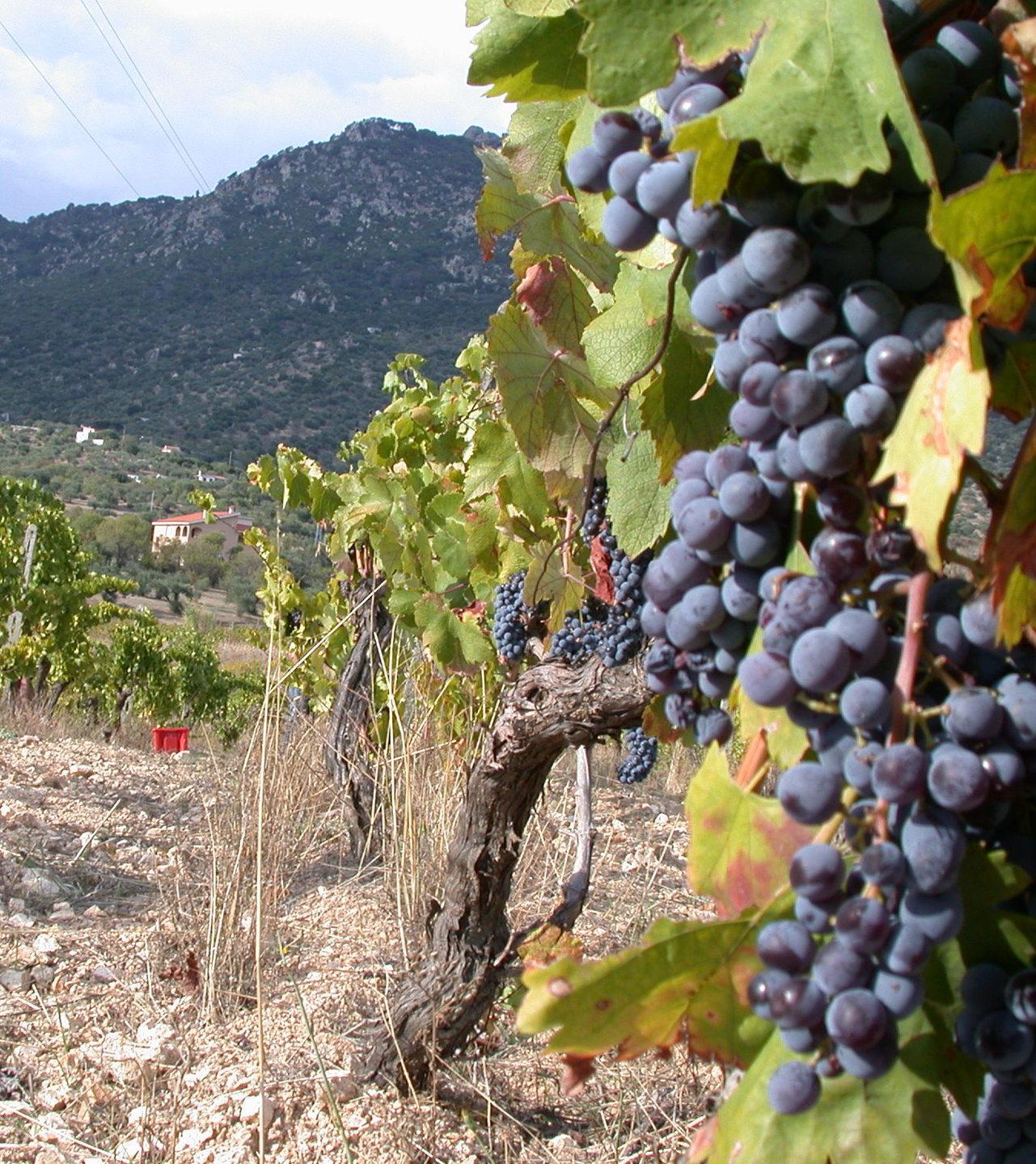 Per il vitigno “Panzale” la certificazione regionale 