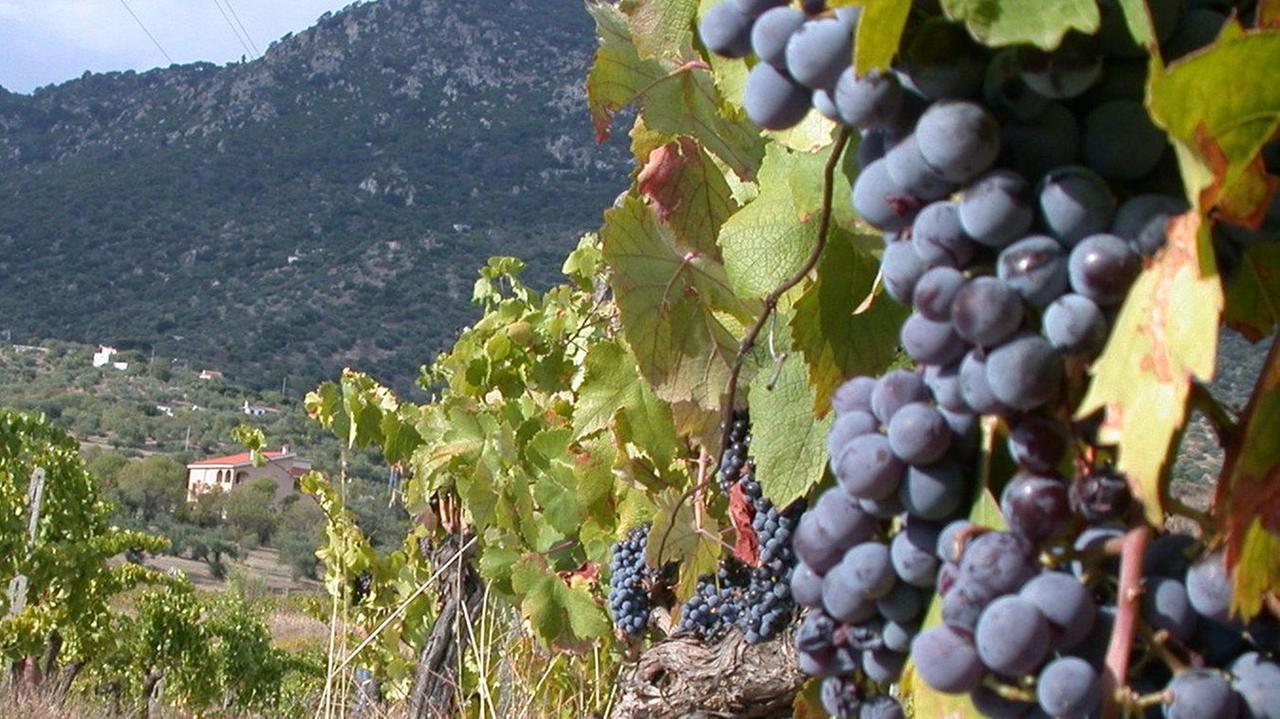 Per il vitigno “Panzale” la certificazione regionale 