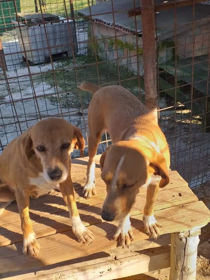 Rubano tre segugi e spaccano il Gps: altro raid della banda dei ladri di cani 