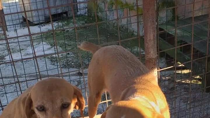 Rubano tre segugi e spaccano il Gps: altro raid della banda dei ladri di cani