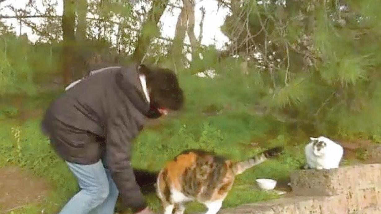 Mara Righetti, responsabile delle colonie feline di Follonica, con due dei gatti “sotto sfratto”