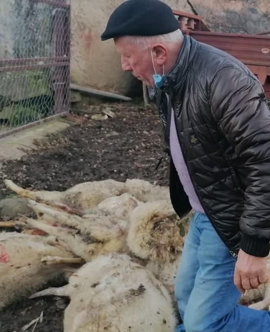Gregge colpito dai predatori Due attacchi in quattro giorni 
