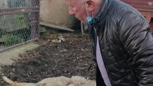 Gregge colpito dai predatori Due attacchi in quattro giorni