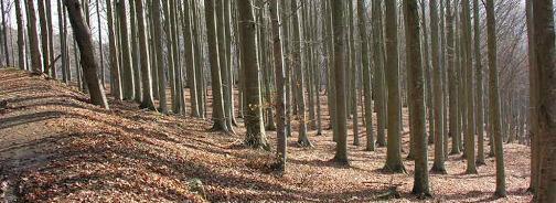 La Valbisenzio si riprende i terreni incolti: già donati cinquanta ettari di bosco 