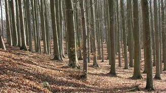 La Valbisenzio si riprende i terreni incolti: già donati cinquanta ettari di bosco