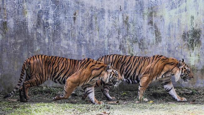 Covid: Usa, due tigri di Sumatra infette in zoo Indiana