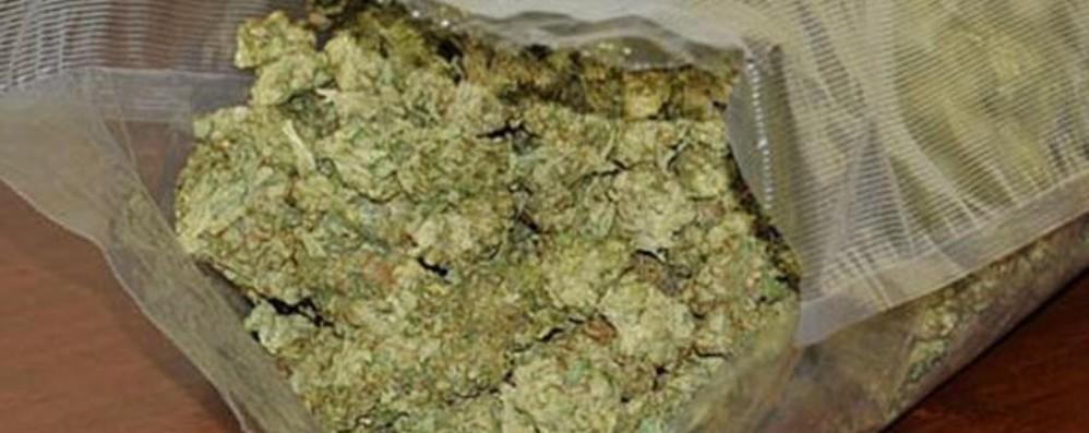 Polinago, in un prefabbricato trovati 160 chili di marijuana