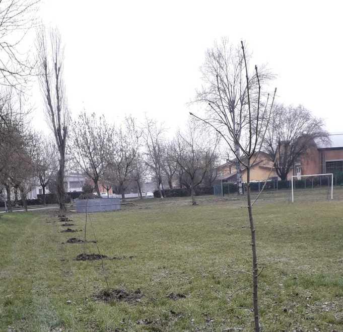 Piantumati 100 nuovi alberi grazie al progetto regionale 