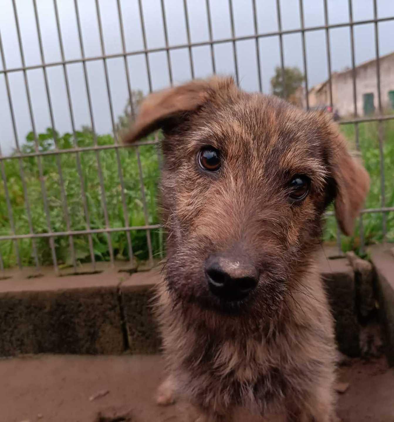 Salvati nella discarica di Isteddula Peppe e Lucio ora cercano casa