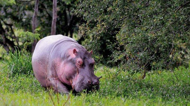 Colombia: gli ippopotami di Escobar minacciano l'ambiente