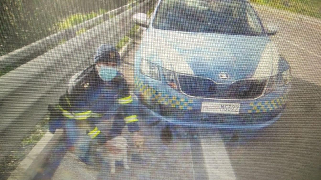 Jerzu, gli agenti della stradale salvano due cuccioli abbandonati sulla 125