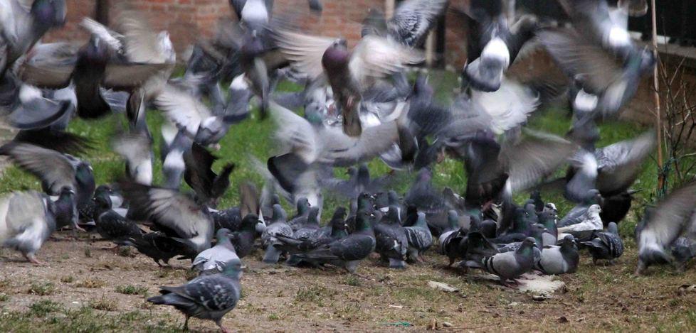 Troppi piccioni e danni nei campi C’è l’ok a sparare 