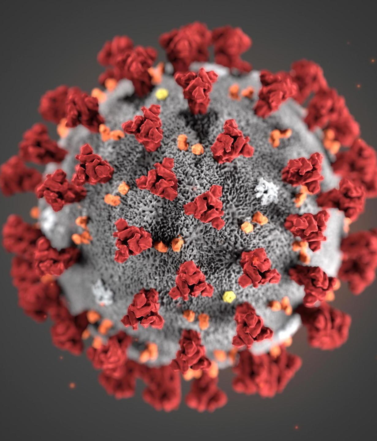 L’origine del virus resta misteriosa