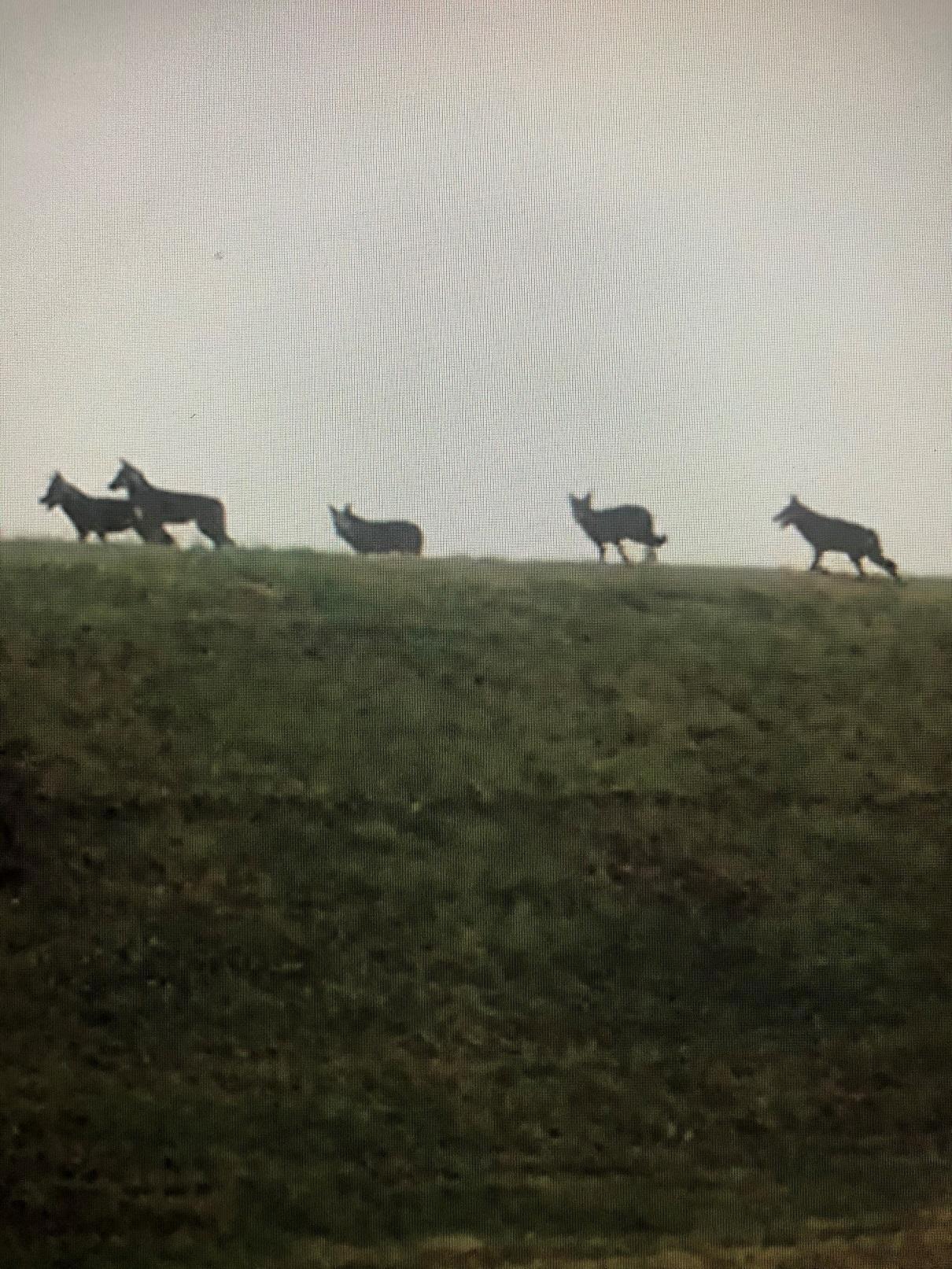 I lupi nelle Valli: Argenta e il Parco si confrontano 