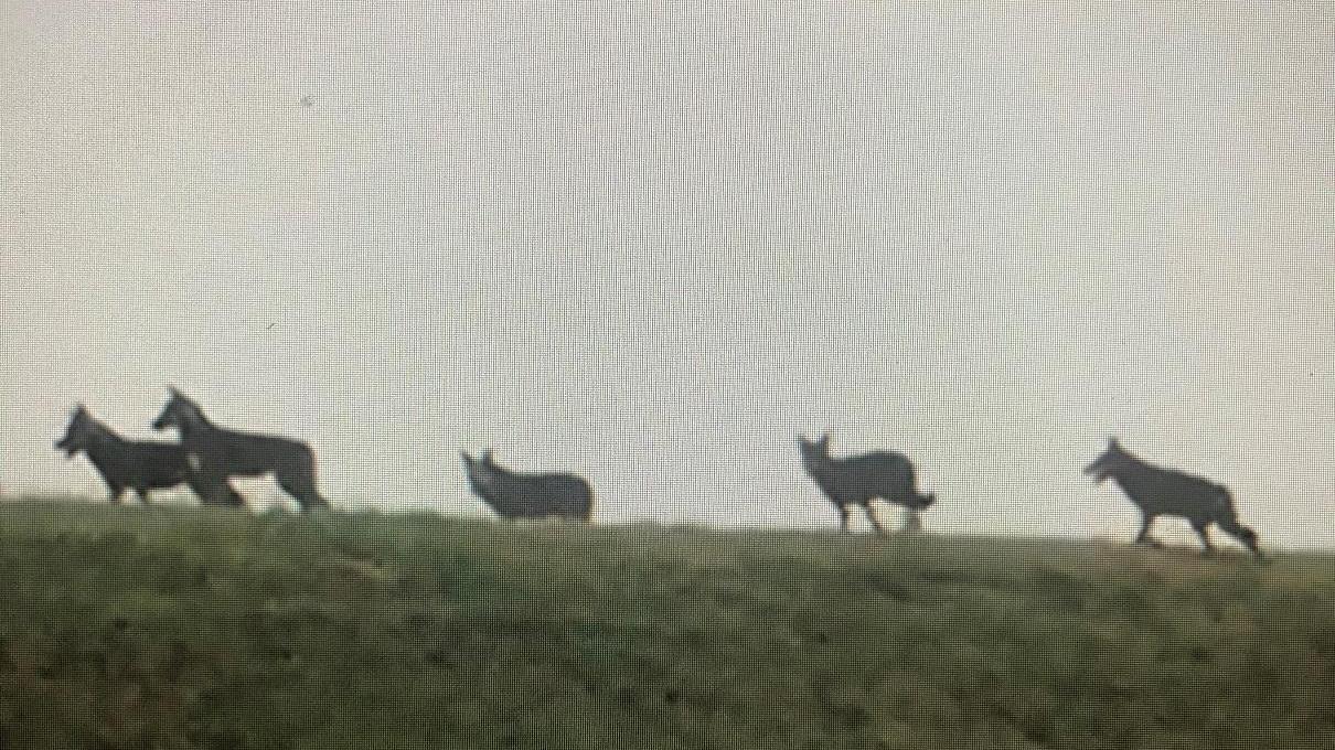 I lupi nelle Valli: Argenta e il Parco si confrontano