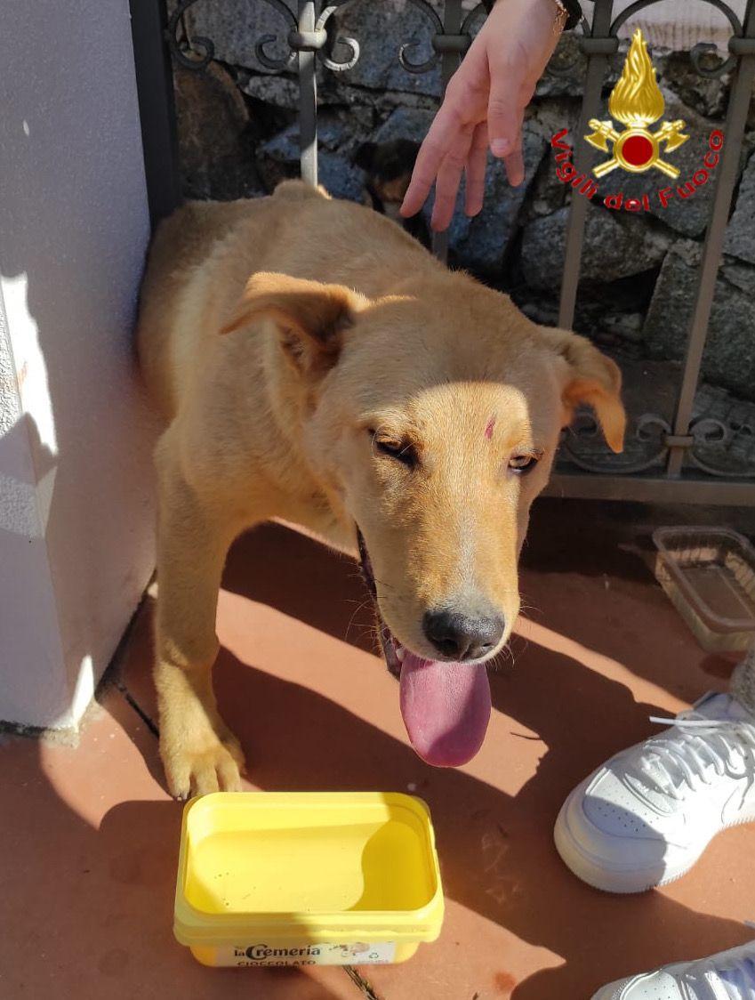 Incastrato fra le sbarre di un cancello: i vigili del fuoco salvano un cane a Tortolì