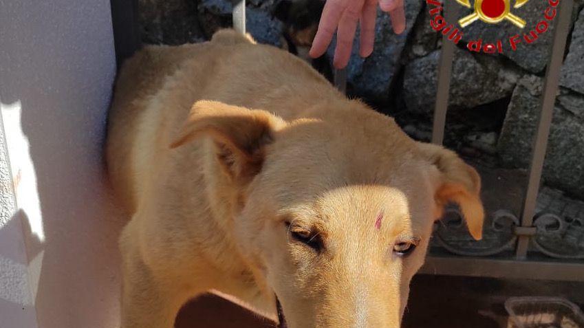 Incastrato fra le sbarre di un cancello: i vigili del fuoco salvano un cane a Tortolì