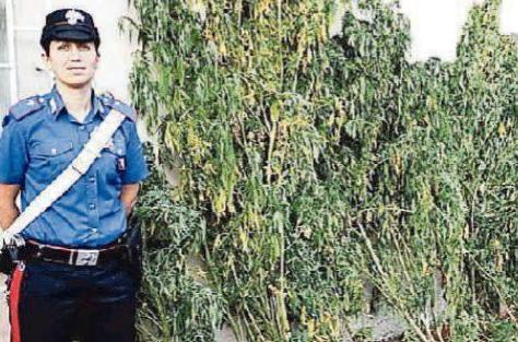 Coltivava cannabis, idraulico assolto 