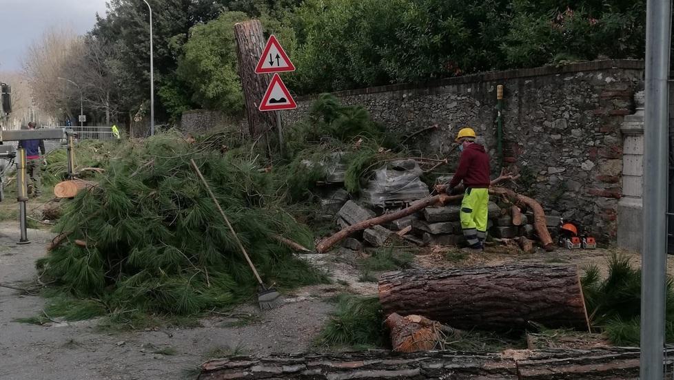 Via i vecchi pini, arrivano i tigli Sono iniziati i lavori anti-radici 