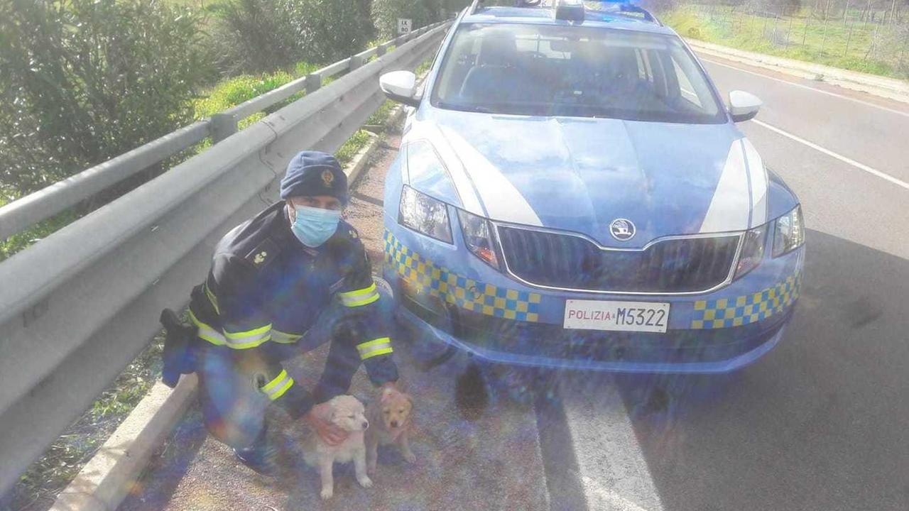 Cuccioli abbandonati in cunetta salvati dalla polizia stradale