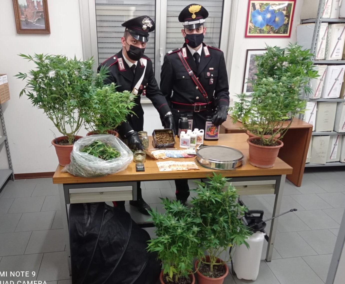 A casa la serra di marijuana, arrestato un 18enne 