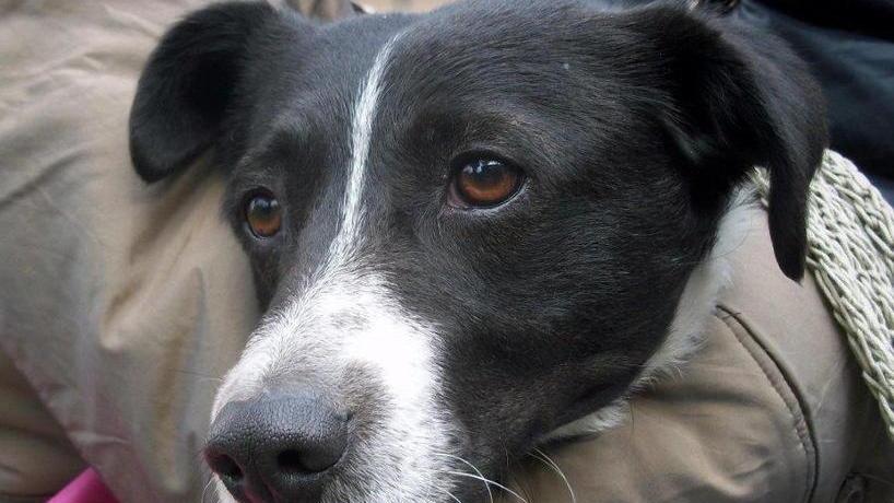 La petizione di Animal Project «Sindaci, sbloccateci il canile»