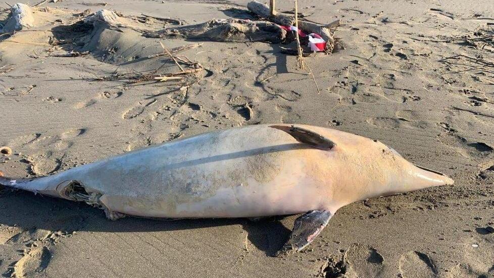 Stenella sulla spiaggia Era morta da giorni, attesa per le analisi
