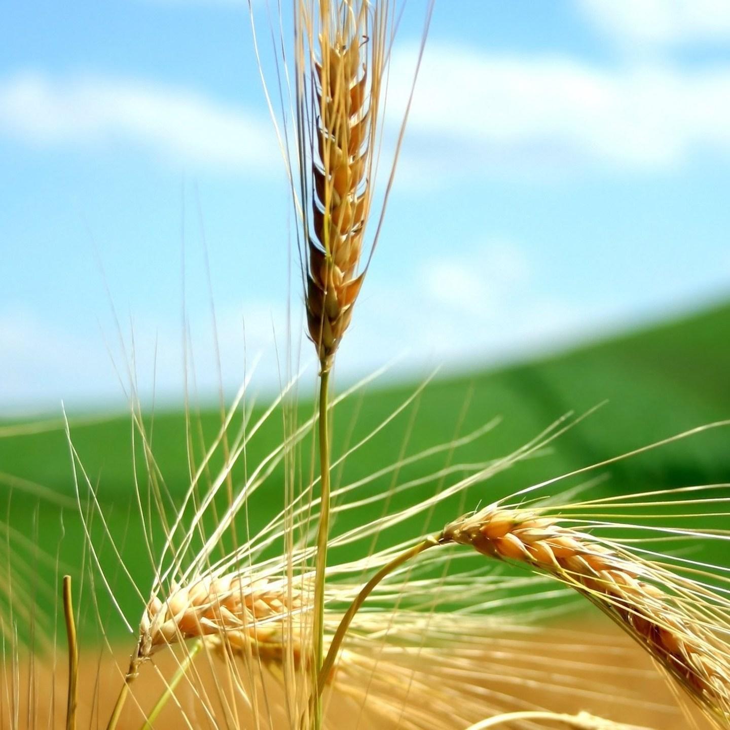 Le colture di grano duro segnano il progredire delle civiltà