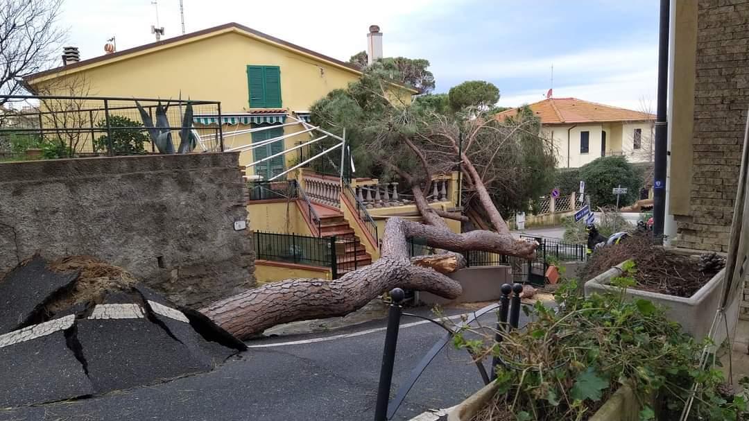 Castiglioncello: pino cade su una casa - Foto