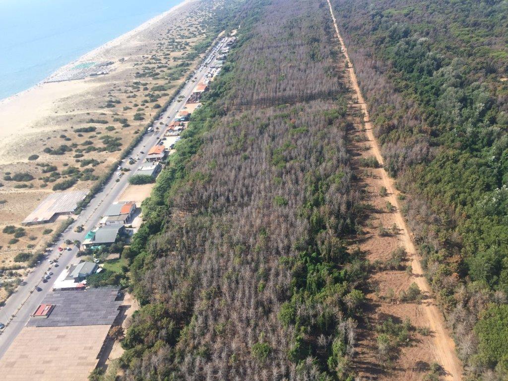 La pineta della Macchia lucchese vista dall’alto con i pini ormai distrutti dall’attacco del Matsucoccus (foto d’archivio)