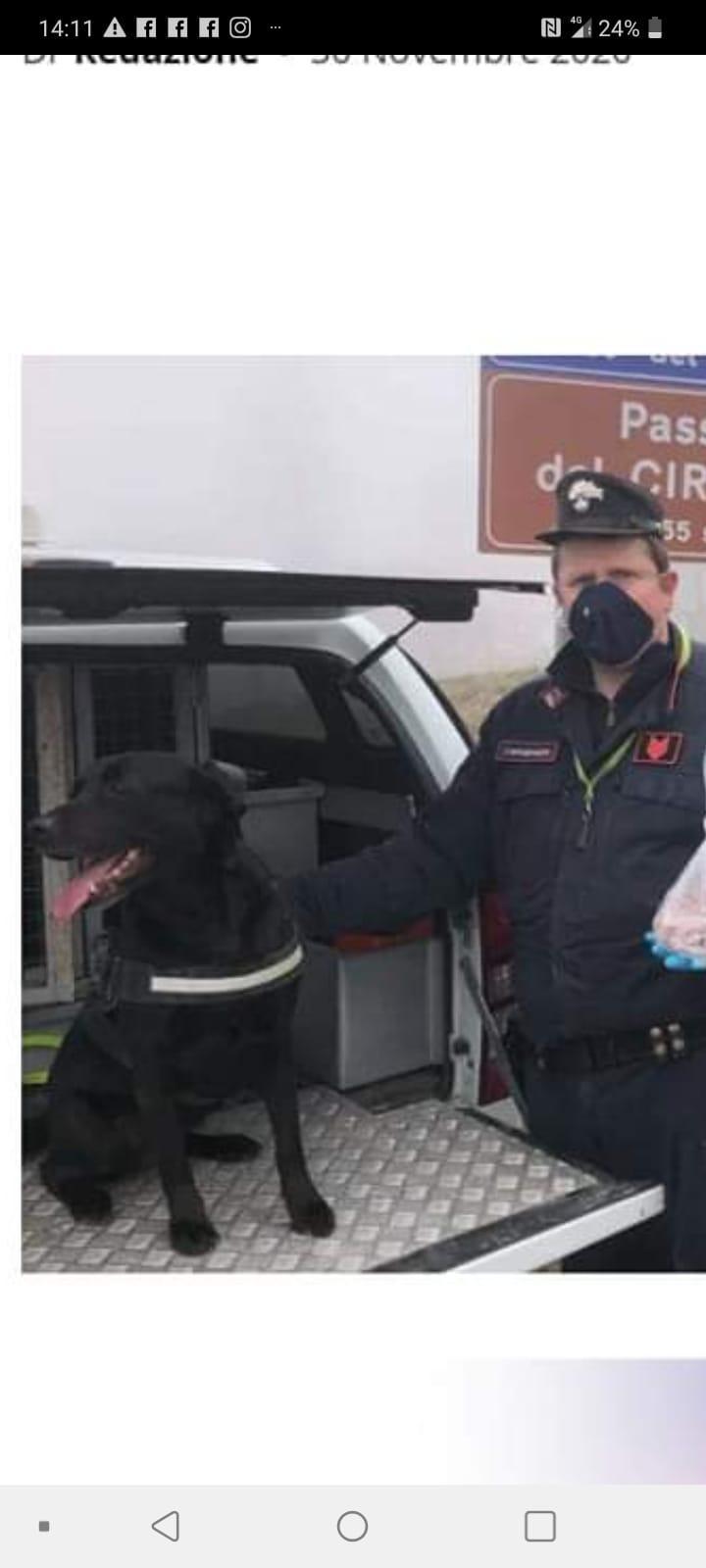Cane intossicato a Montericco, arrivano i carabinieri forestali e la cinofila antiveleno con Alma