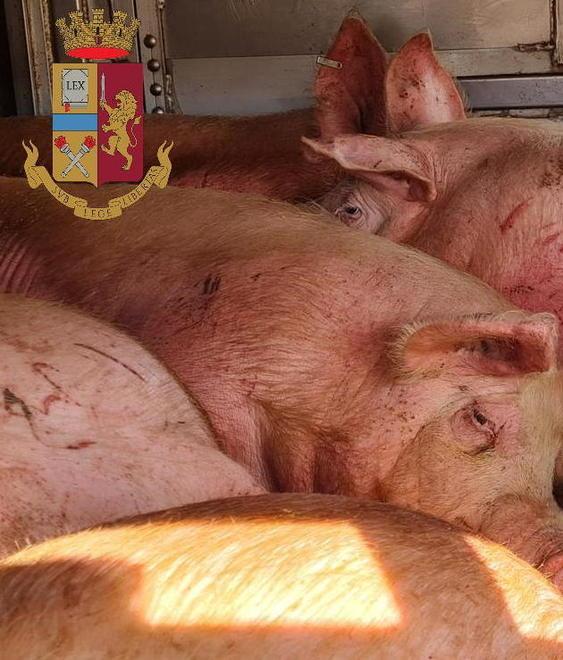 Suini al macello stipati nel Tir feriti e senza bere 