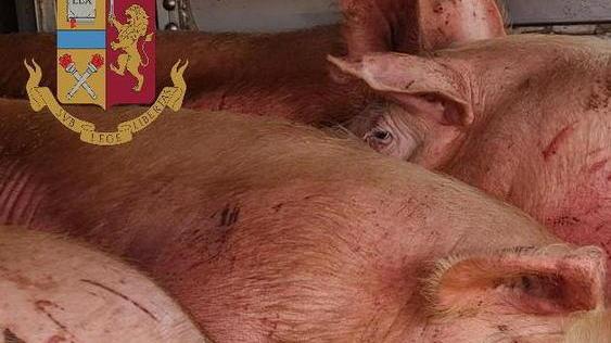 Suini al macello stipati nel Tir feriti e senza bere