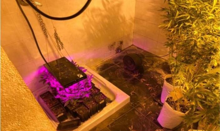 Serra di marijuana a Padru: 54enne condannato a quattro mesi