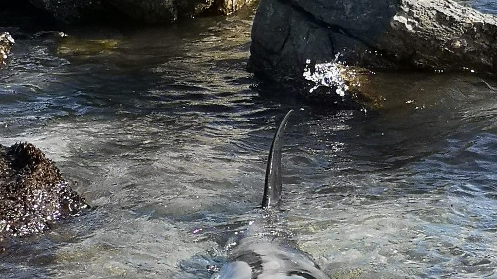 Delfino morto nella spiaggia delle Tonnare