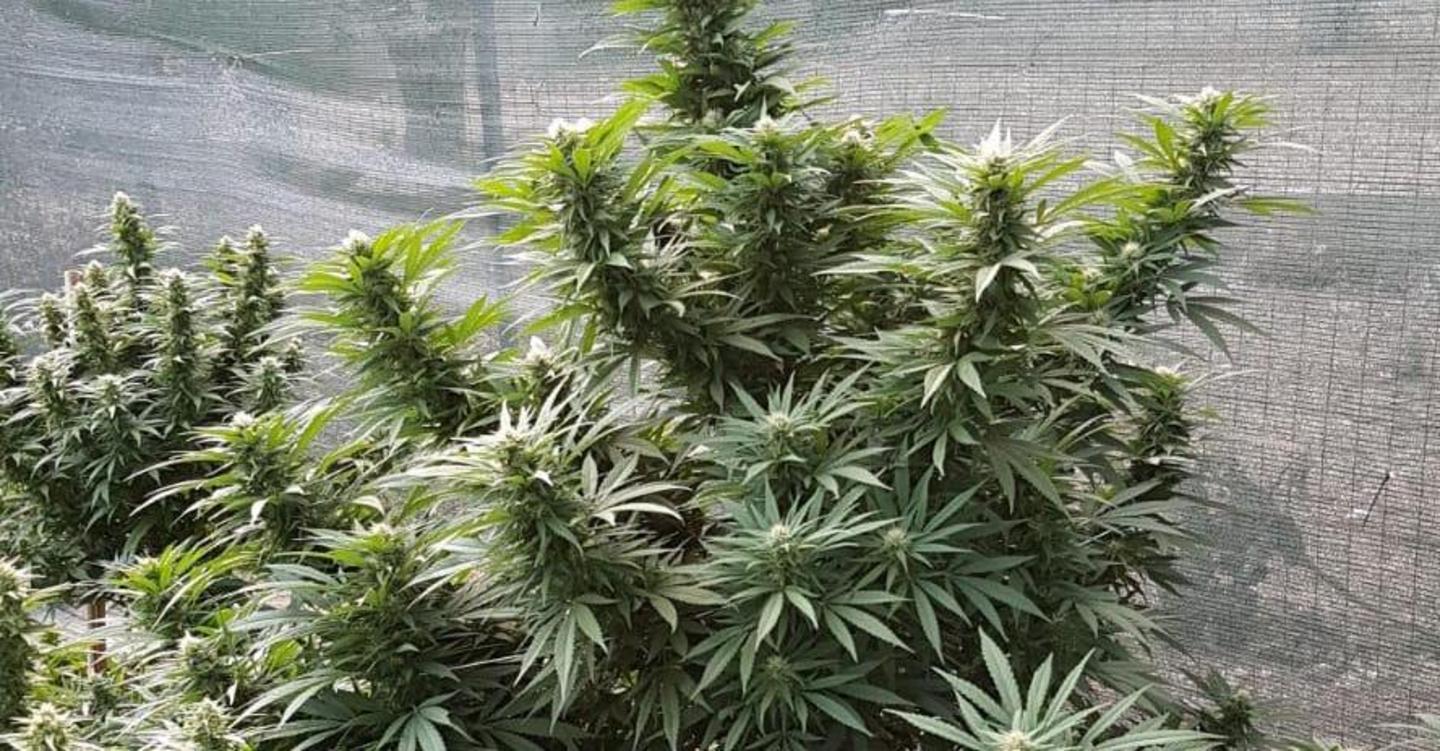 Denunciati in sei: 560 chili di droga 